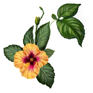 Hibiscus Majesty Png Rbm29 PNG image
