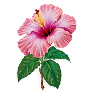 Hibiscus Majesty Png Xxn PNG image