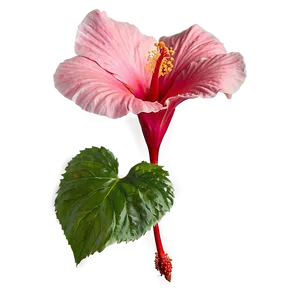 Hibiscus Petal PNG 05232024