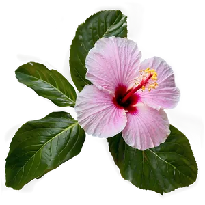 Hibiscus Petal PNG Tkd