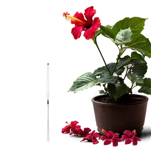 Hibiscus Plant Png 05232024 PNG image