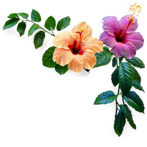 Hibiscus Plant Png 05232024 PNG image