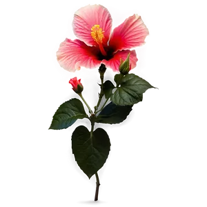 Hibiscus Silhouette Png 05232024 PNG image