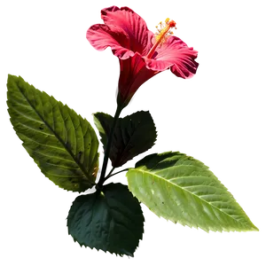 Hibiscus Silhouette PNG Rti53
