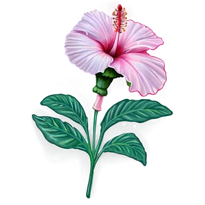 Hibiscus Sketch Png Iit PNG image