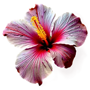 Hibiscus Tattoo Png 91 PNG image