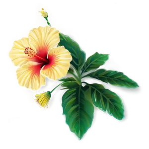 Hibiscus Vector Png Ffn53 PNG image