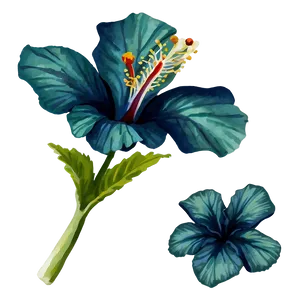Hibiscus Watercolor Png 05232024 PNG image
