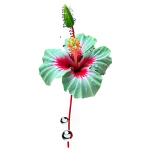 Hibiscus With Dew PNG 05232024