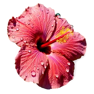 Hibiscus With Dew Png 41 PNG image