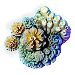 Hidden Coral Reef Treasures PNG 28 PNG