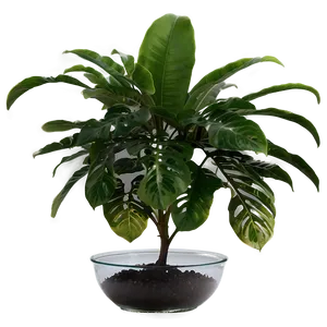 High Humidity Plant PNG 05032024