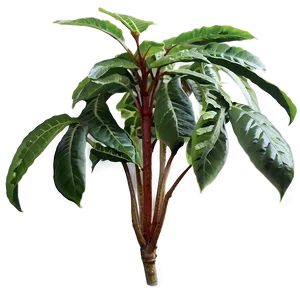 High Humidity Plant Png 39 PNG image