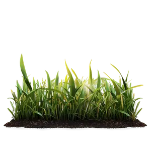 High-quality Grass Patch Png 06212024 PNG image