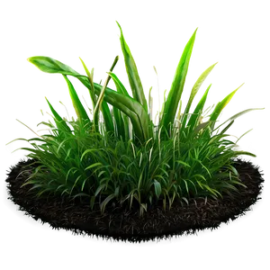 High-quality Grass Patch Png 06212024 PNG image