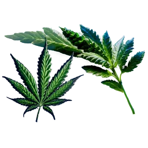 High-quality Weed Png 05032024 PNG image