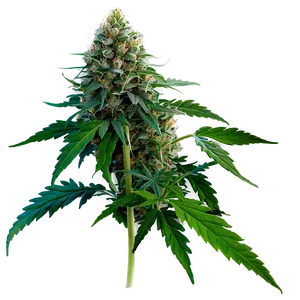 High-quality Weed Png 58 PNG image