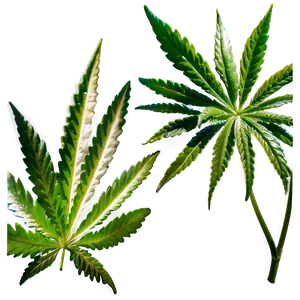 High-quality Weed Png 88 PNG image