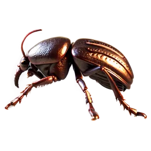 High-quality Weevil Png Efc PNG image