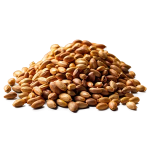 High-quality Wheat Grains Png 05252024 PNG image