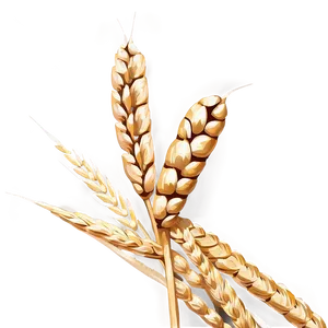 High-quality Wheat Grains Png Dpq PNG image