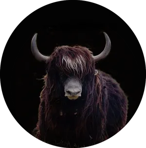 Highland Cowwith Horns PNG image