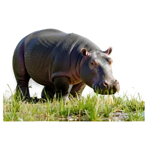 Hippo And Calf PNG Stj75 PNG