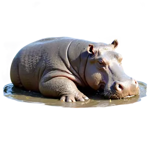 Hippo In Mud PNG Pso PNG