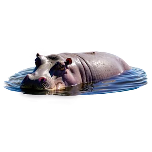 Hippo In Water PNG Jgn80 PNG