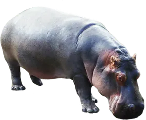 Hippopotamus Standing Isolated PNG image