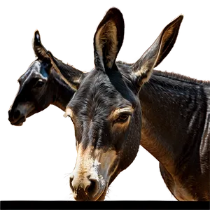 Historic Mule Image PNG 06292024 PNG