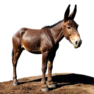 Historic Mule Image PNG Ouf50 PNG