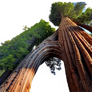 "historic Sequoia Tree PNG" 73