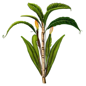 Historical Botany Study PNG Cen53