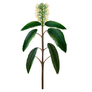 Historical Botany Study PNG Epc PNG