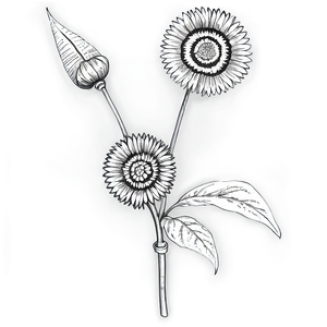 Historical Flower Sketch Png 35 PNG image