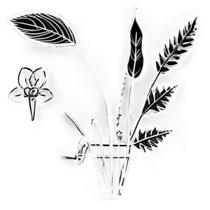Historical Flower Sketch PNG Syc2 PNG