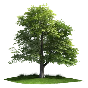 Historical Tree Elevation PNG 06262024 PNG