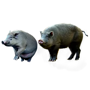 Hog At Dawn PNG 06252024 PNG