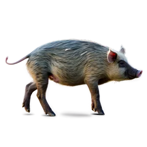 Hog C