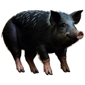Hog Clipart PNG 06252024