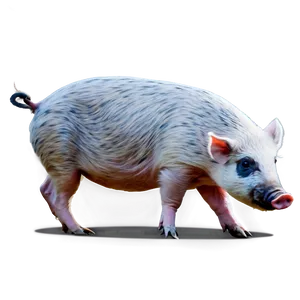 Hog Clipart PNG Gll