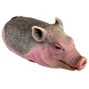 Hog Eating Png Pls9 PNG image