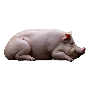 Hog Face Png 06252024 PNG image