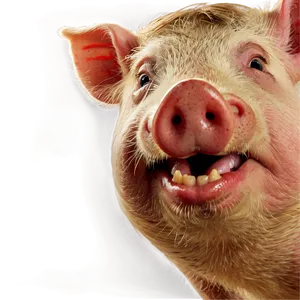 Hog Face PNG Mvy12 PNG