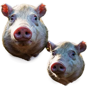 Hog Family Png Ene70 PNG image