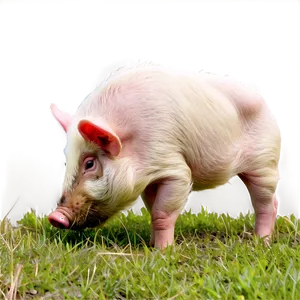 Hog Grazing Png 63 PNG image