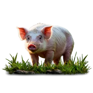 Hog In Nature PNG 78