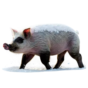 Hog In Snow PNG Axq31 PNG