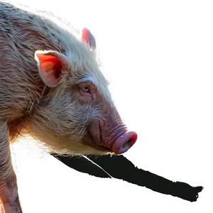 Hog In Sunshine Png 30 PNG image